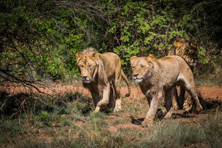001 Zuid-Afrika, Ukutula Game Reserve, leeuwen.jpg